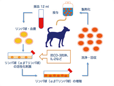 活性化リンパ球（CAT）療法