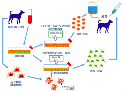 樹状細胞ー活性化リンパ球（DC-CAT）療法