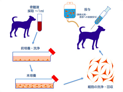 活性化リンパ球（CAT）療法