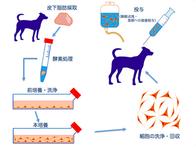 樹状細胞ー活性化リンパ球(DC-CAT)療法